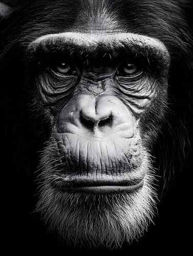 Chimpanzee - Thoughtful gaze and silent presence in black and white