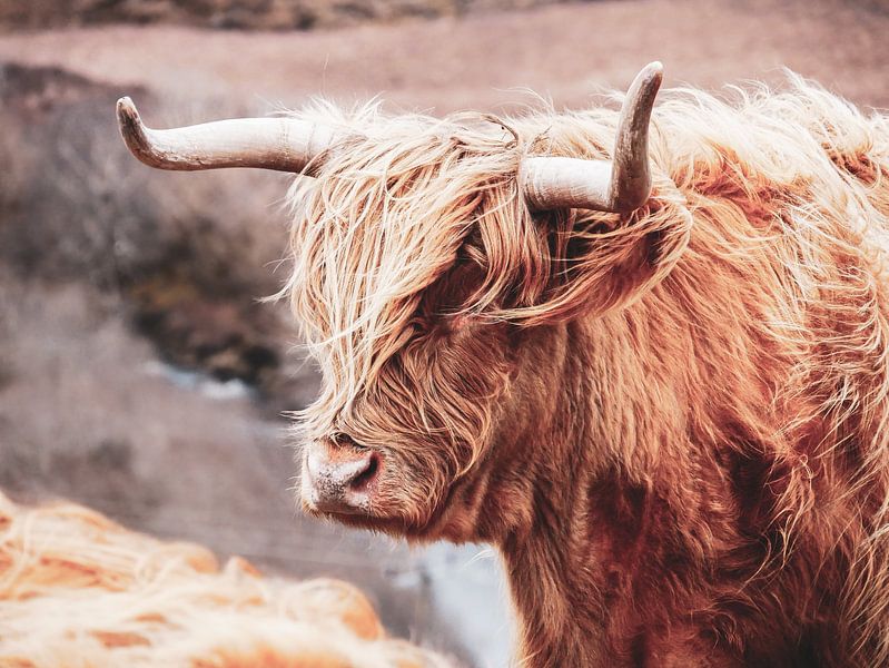 Highland Scots by Larissa Geuke
