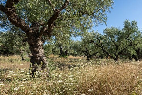Olive trees on Zakynthos