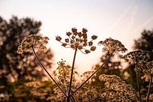 Nature 1