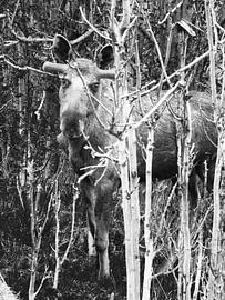 Eland zwart wit by Anton Roeterdink