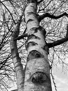 Berk, boomstam in zwart-wit van Joyce Kuipers