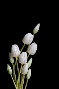 Dutch tulips van Marieke Tegenbosch