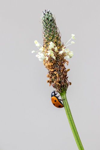 Little ladybird brings luck into the house