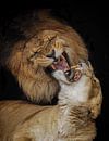 Leeuw Panthera leo van Loek Lobel thumbnail