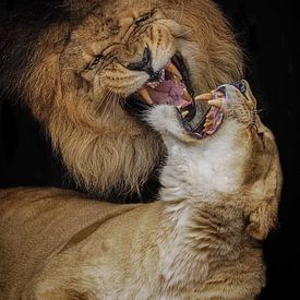 Lion Panthera leo by Loek Lobel