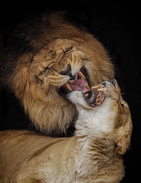 Leeuw Panthera leo van Loek Lobel