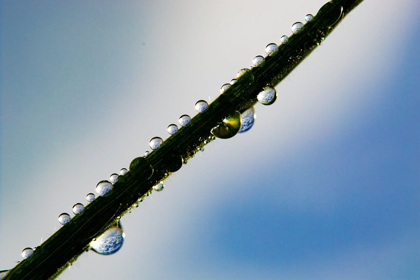 Drops on blade of grass by Anne Ponsen