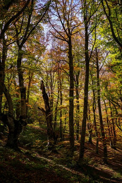 Pescocostanzo Bosco di Sant Antonio 3 par Martijn Jebbink Photography