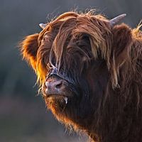 Schotse Hooglander Kalfje na het drinken van moedermelk