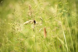 Balancerende kever van Mariette Kranenburg