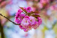 roze bloesem bloemen aan kleine tak met blauwe lucht op de achtergrond van Margriet Hulsker thumbnail