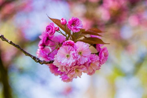 fleurs roses sur une petite branche avec un ciel bleu en arrière-plan