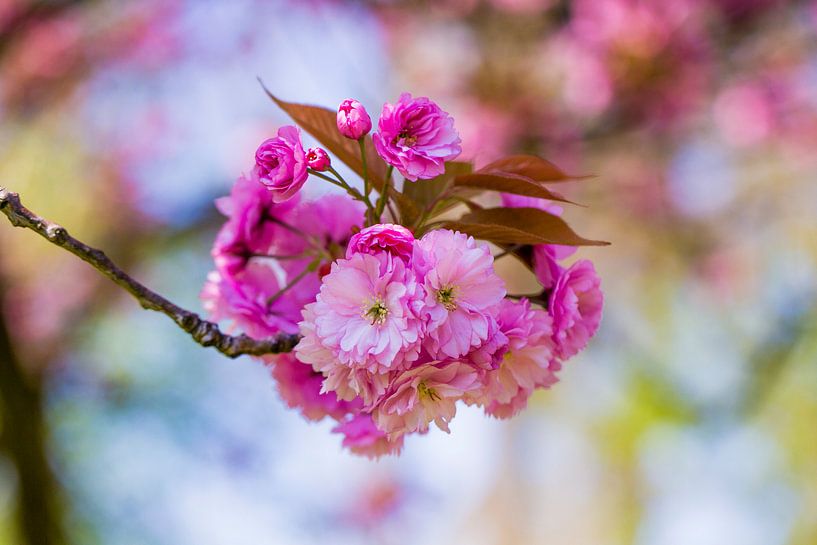 roze bloesem bloemen aan kleine tak met blauwe lucht op de achtergrond van Margriet Hulsker