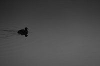 Coot water bird