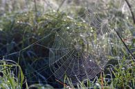 Pflanzen im Morgennebel mit Tau auf Spinnennetz von Trinet Uzun Miniaturansicht