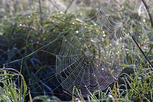 Pflanzen im Morgennebel mit Tau auf Spinnennetz