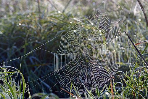 Les plantes dans le brouillard du matin avec la rosée sur la toile d'araignée sur Trinet Uzun
