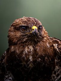 Der Blick eines Jägers. von Joep Hetem