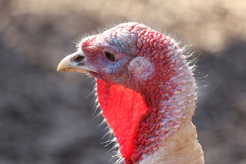 Portrait de la dinde domestique : l'oiseau " laid ". par Imladris Images