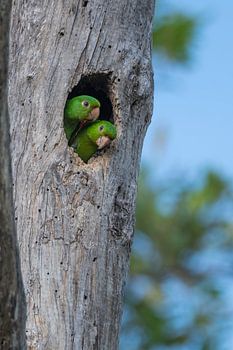 Buren in Bigi Pan: Witoogparkieten