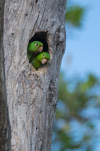 Voisins de Bigi Pan : les perruches aux yeux blancs