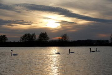 Swans at sunset by Christel Smits