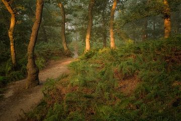 Dans la forêt avec les fougères sur Moetwil en van Dijk - Fotografie