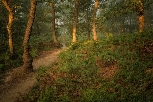 In het bos met de varens