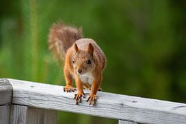 Curious squirrel by Kim Hoozemans