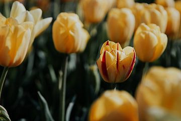 Begin van de lente - uitblinker van Angela van der Zee