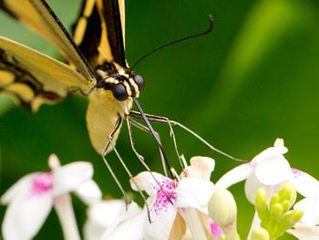 Close up van een drinkende geel-zwarte vlinder