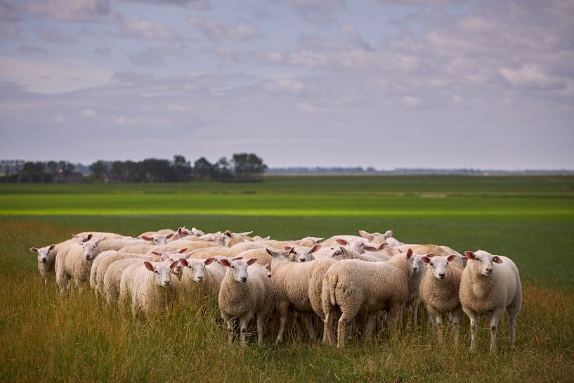 Herd at kats by Photodoos