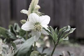 The first flowers in the Emsland garden by Bianca Meyering Fotos - BMF