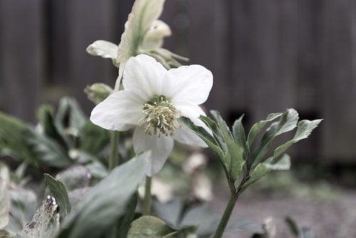 De eerste bloemen in de Emsland-tuin.