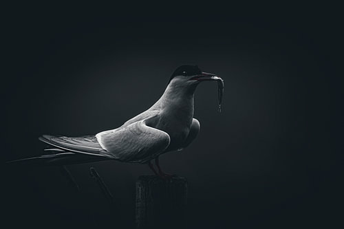 The Arctic tern with a sand eel.