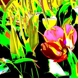 Tulpe von Geertruud Strooper