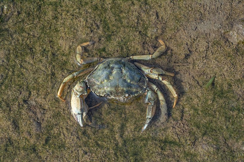 Strandkrab op het strand in Sankt Peter-Ording van Peter Eckert