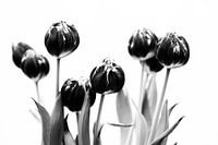 Tulips black and white