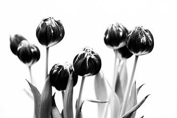 Tulips black and white van Jacco Richters