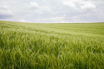 Wheatfield by Johan Vanbockryck
