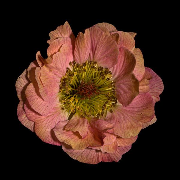 Blume auf schwarzem Hintergrund von Ruud Overes