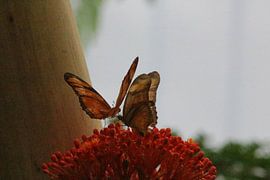 butterfly by Claas-Jan Jager