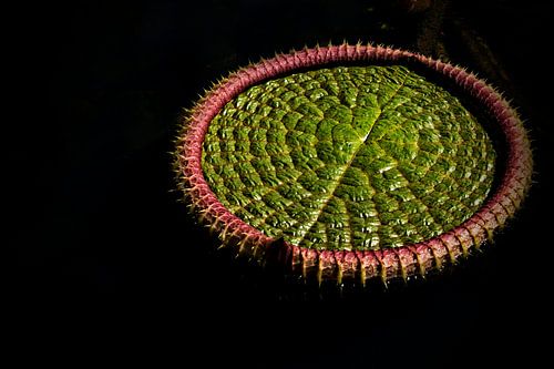 Leave of a Lotusflower