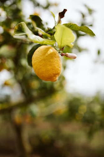 Sun-ripened by Marianne Bal