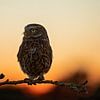 Petit hibou après le coucher du soleil sur gea strucks