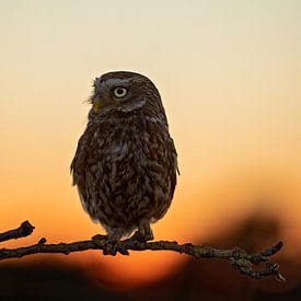 Little owl after sunset by gea strucks