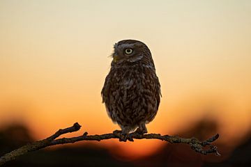 Little owl after sunset