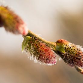 voorjaar met uitlopende knop von E.M Hak