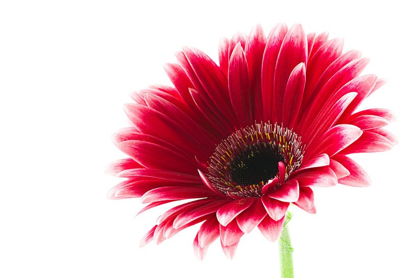 Gerbera par Tanja van Beuningen